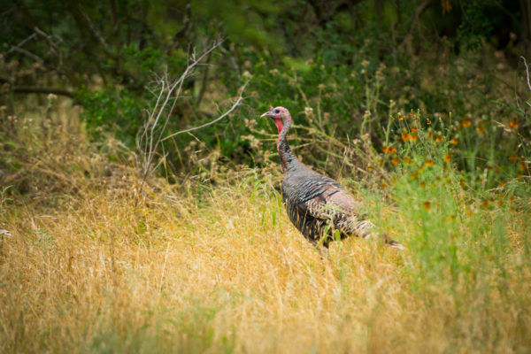 la cima san marcos tx wildlife shot turkey